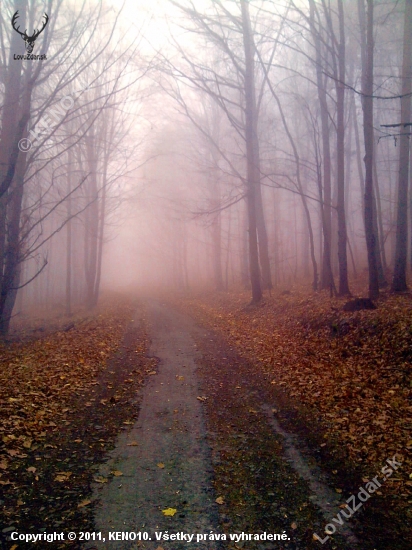 Lesná cesta ...