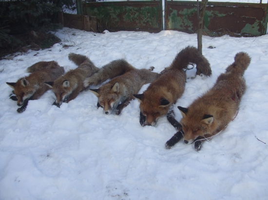 ulovok z jedneho posedu -jeden vecer a dve rana