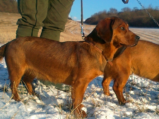 Cherry spod Kavciara 9 mes.