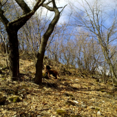 bavorsky farbiar