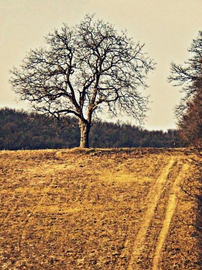 Strom života