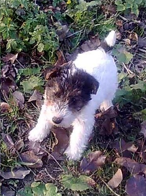 Airin of Slovakia Vineyard