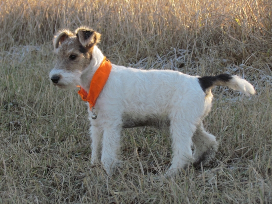 AIRIN of Slovakia Vineyard
