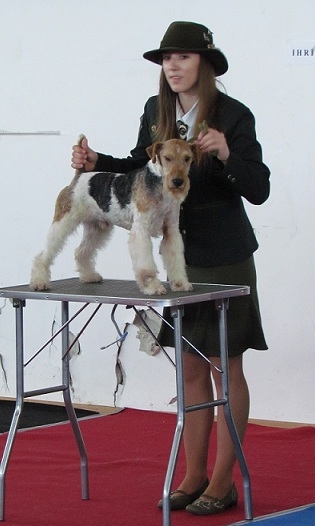 Špeciálna výstava terrierov- Viničné 2012