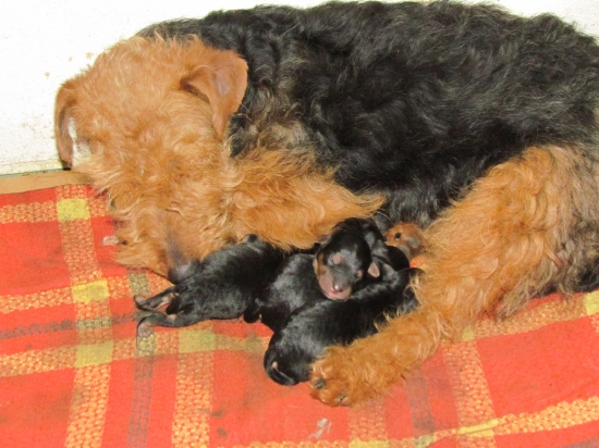 VRH B - Welsh terrier,