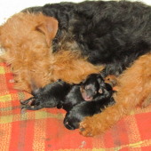 VRH B - Welsh terrier,