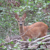 Na včerajšej prechádzke