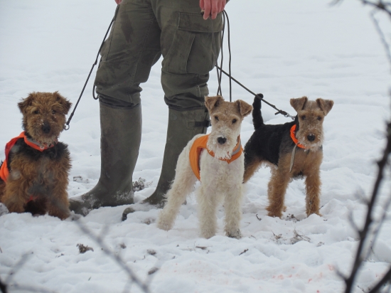 Moje fenky na spoločnej polovačke