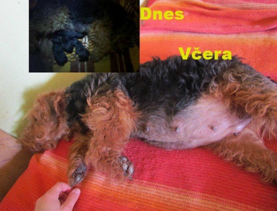 Vrh D. WELSH TERRIER