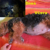 Vrh D. WELSH TERRIER