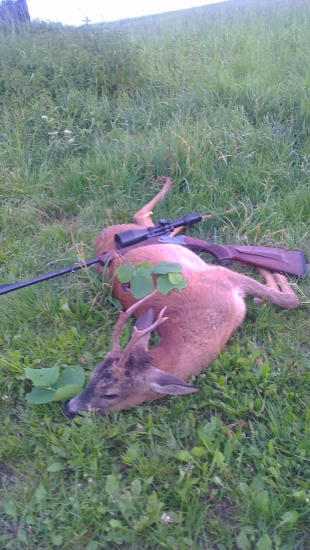 včerajší výraadový srnec