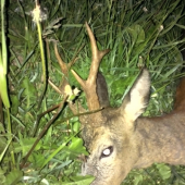 z poplatkového lovu