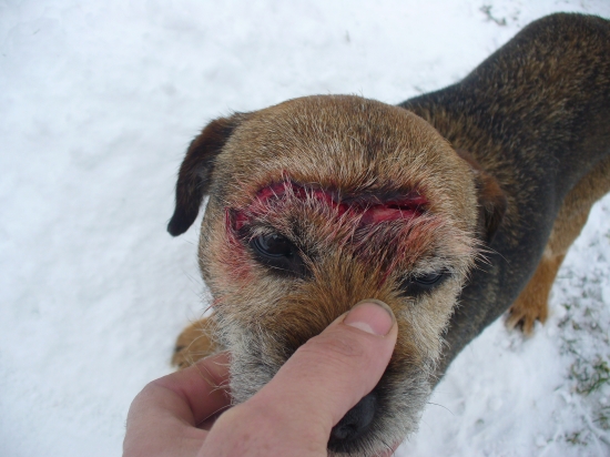 sila zbraní čierneho rytiera