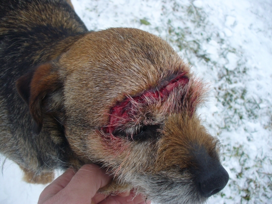 sila zbraní čierneho rytiera