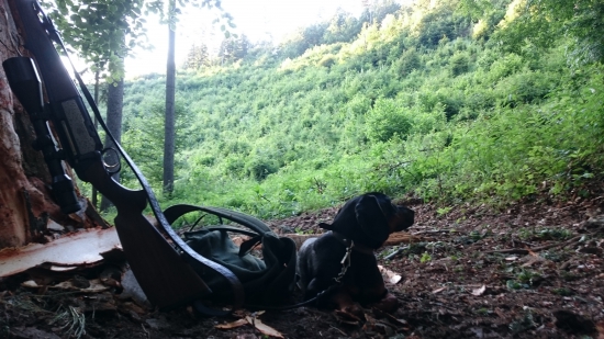 Elly pod vyšehradom...