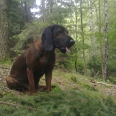 Alan
