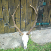 IV. veková (2008)
