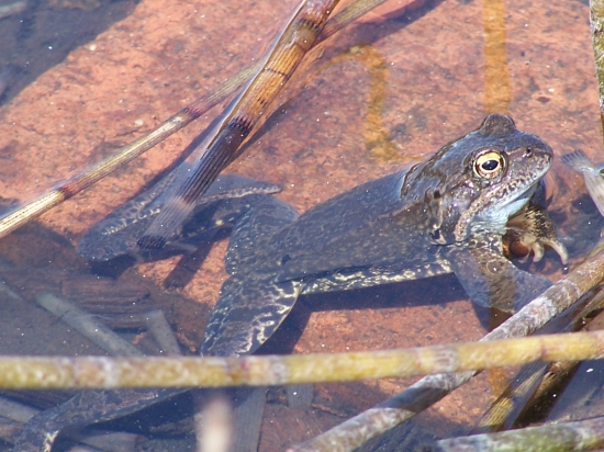 začarovaný princ ...