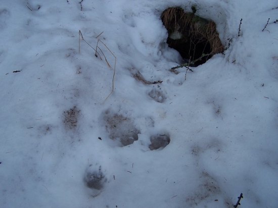 aj jazvec je už hore