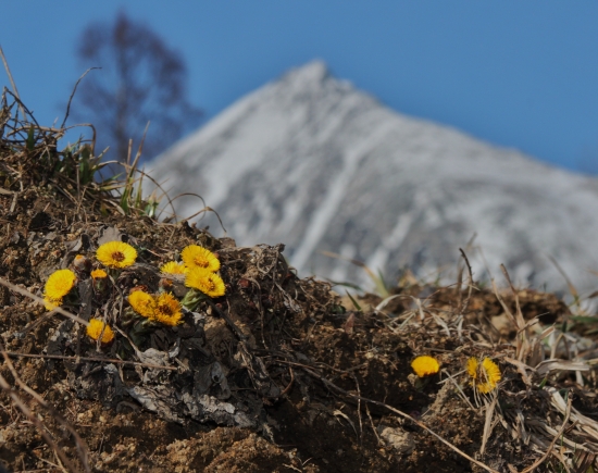 Aj hore už zakvitli