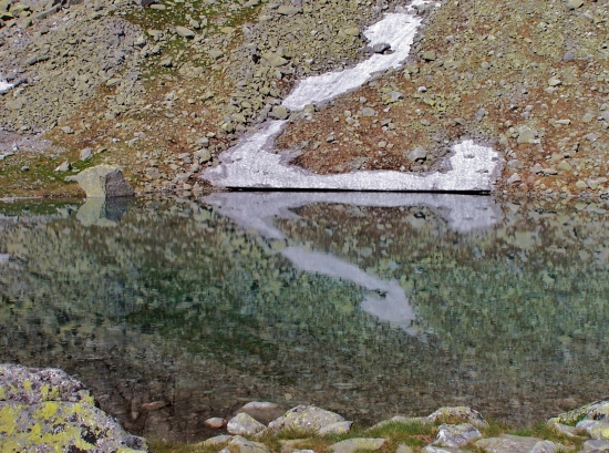 šípka