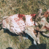 bravčové chutilo...