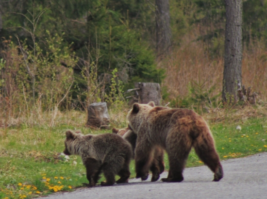 Koniec stopovania, ide sa pešo ...