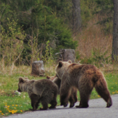 Koniec stopovania, ide sa pešo ...