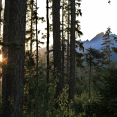 večerný lesík ...