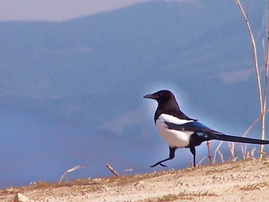 krídelká bolia, ideme dolu pešo ...