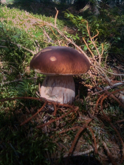 prvý z horniakov ...