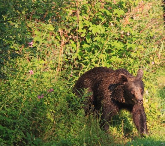 vyšiel z húštiny ...