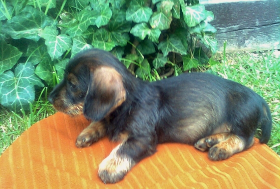 nový nástupca-Beny II.