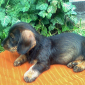 nový nástupca-Beny II.