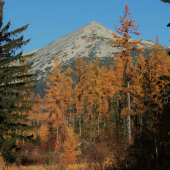 žltá stále prevláda