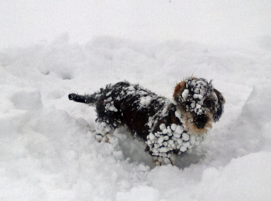 že vraj jazvečík ...
