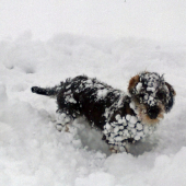 že vraj jazvečík ...
