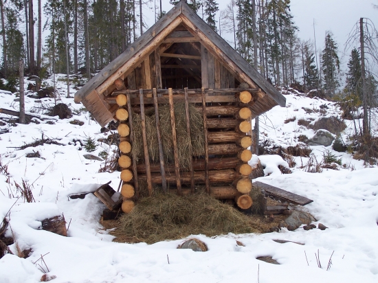 Po medvedej návšteve