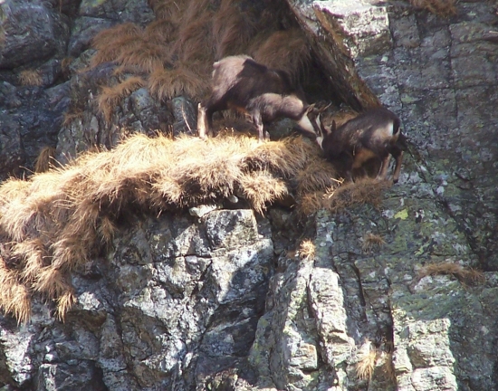 Je tu niečo dobré...
