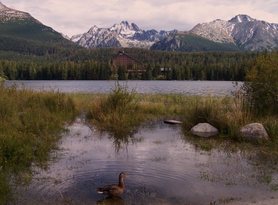 Hľadám mladého káčera, zn. byt na Štrbskom plese