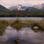 Hľadám mladého káčera, zn. byt na Štrbskom plese