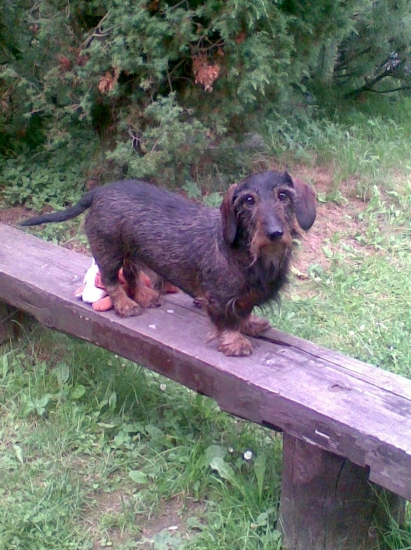 najvernejší priateľ