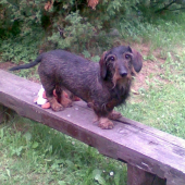 najvernejší priateľ