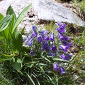 zvonček alpínsky