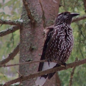 hľadám nejaké oriešky ...