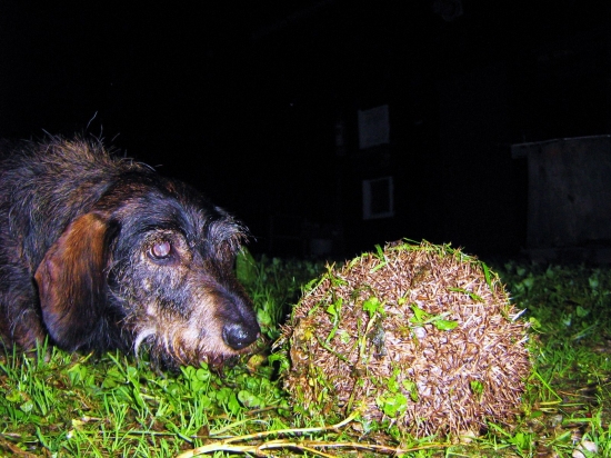 Beny s pichľavou loptou ...