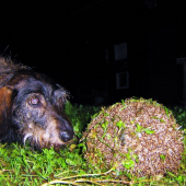 Beny s pichľavou loptou ...