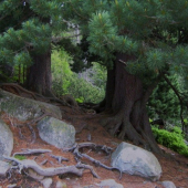 limbovým chodníkom ...