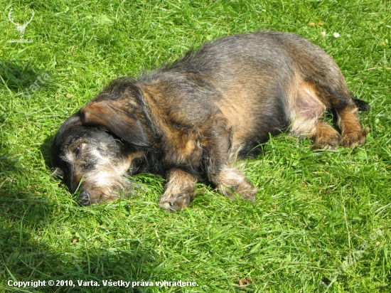 dedova siesta ....