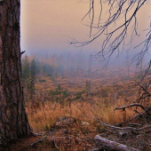 pod starou borovicou ...